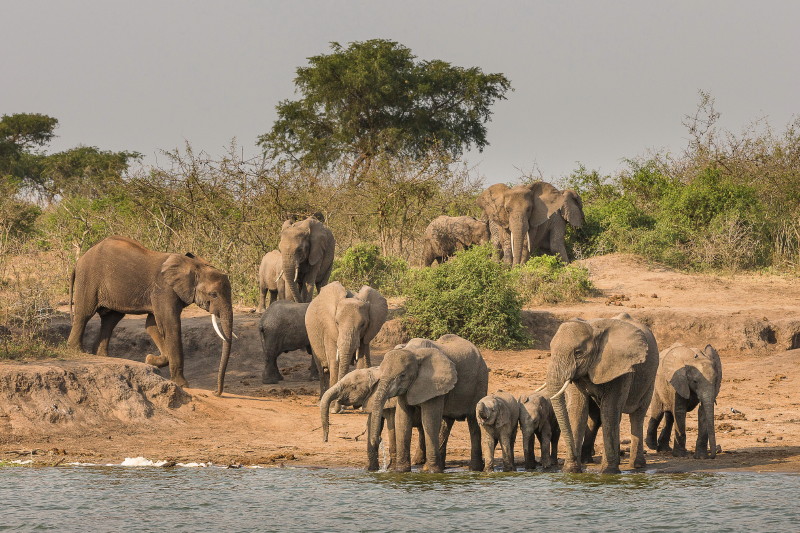 33 Oeganda, Queen Elizabeth NP, olifanten.jpg